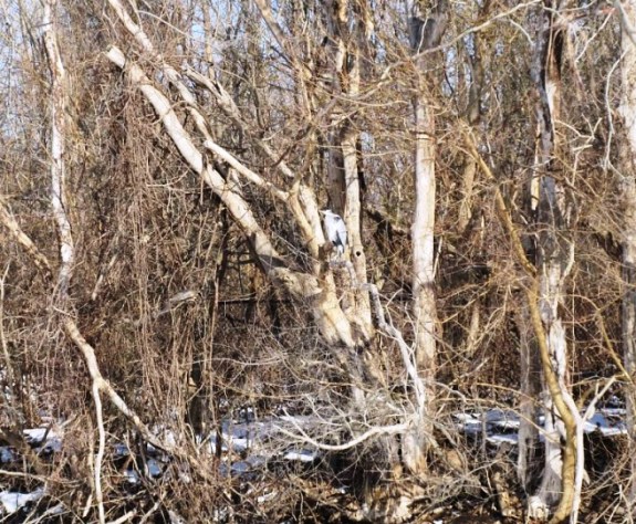 heron in the branches