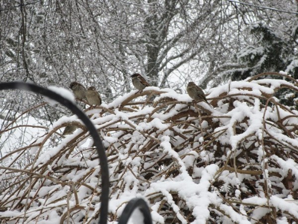 SPARROWS ON MULBERRY