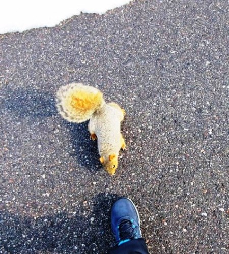 squirrel at shoe.jpg