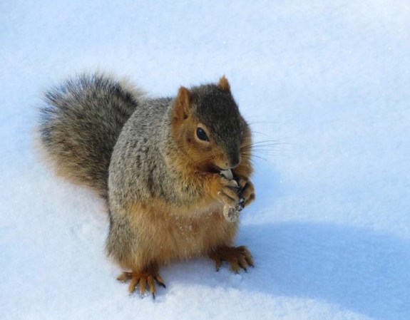 squirrel in snow