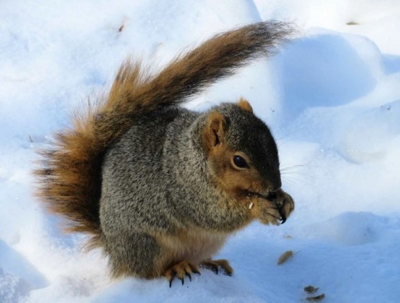 squirrel in snow1