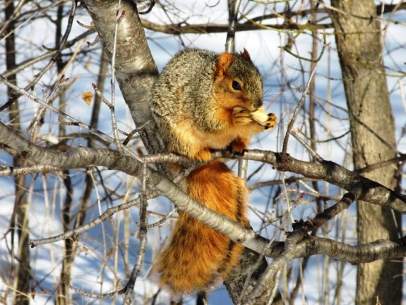squirrel in tree
