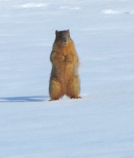 squirrel peanuts for me.jpg