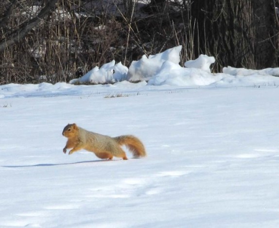 squirrel running