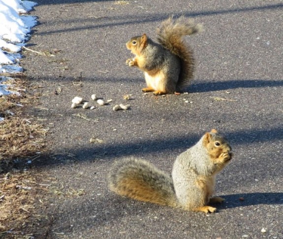squirrels on the trail