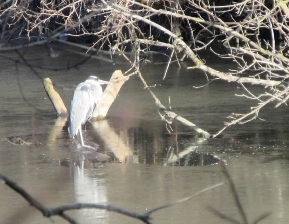 3-heron on log