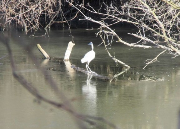 3-heron turns around