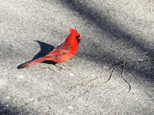 cardinal0.jpg