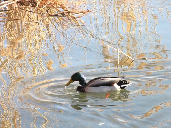 duck paddling