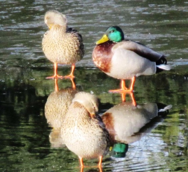 ducks preening