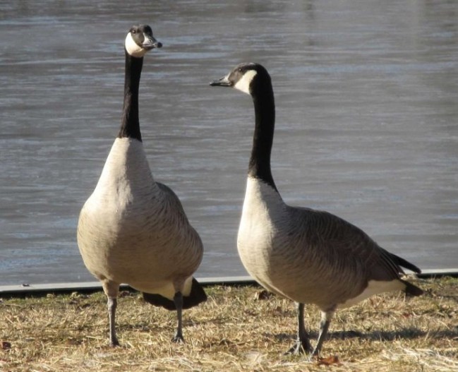 geese happy again.jpg