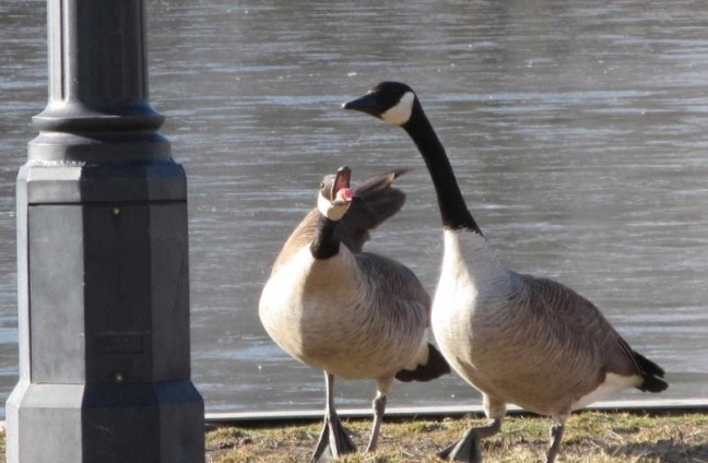 geese mad B.jpg