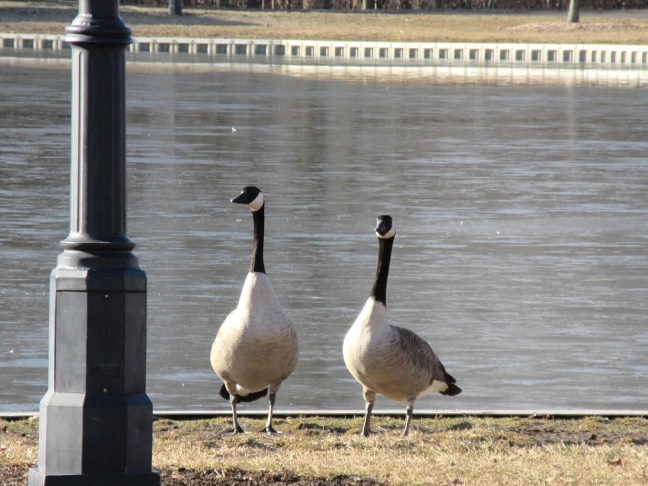 geese strolling2
