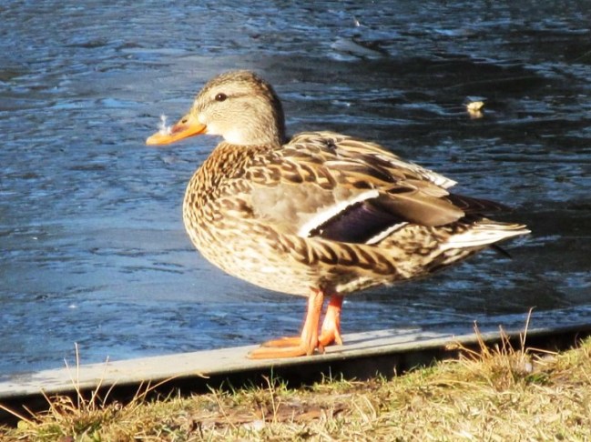mrs duck with nose.jpg