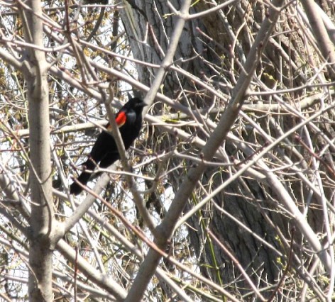 red-winged blackbird in tree.jpg