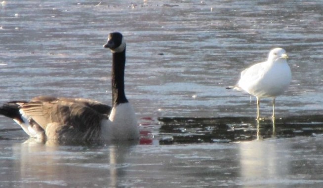 seagull and goose.jpg