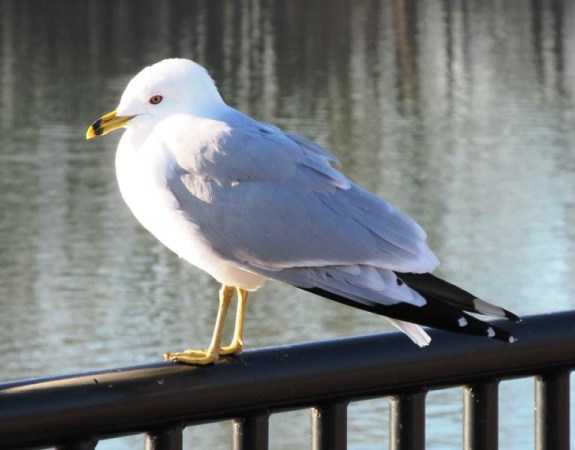 seagull coy