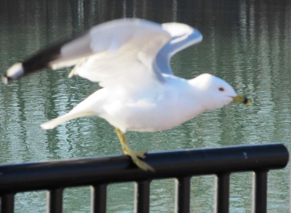 seagull freaking out