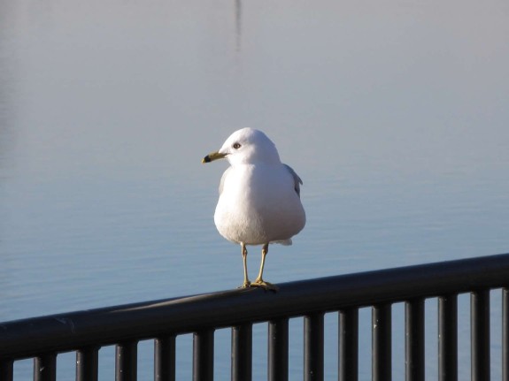 seagull on the railing