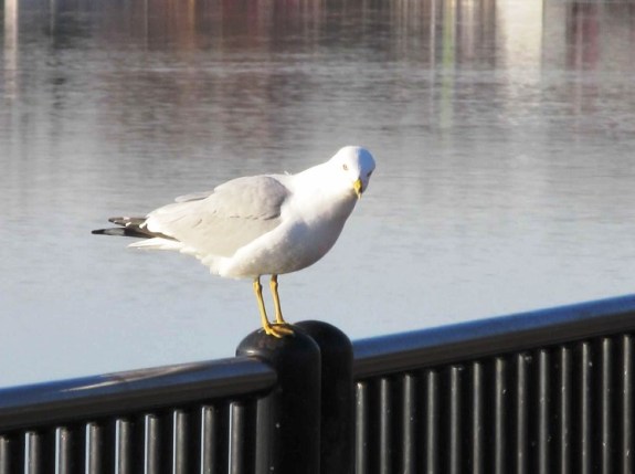 seagull what you want