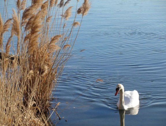 swan by swamp reeds.jpg