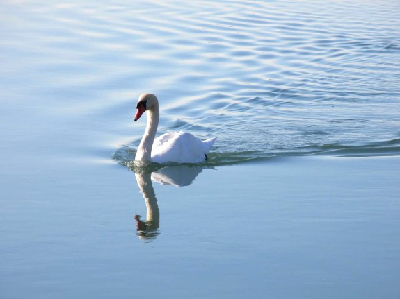 swan steaming ahead