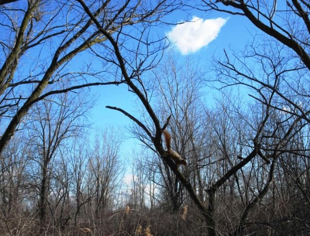 tree and squirrel in sky