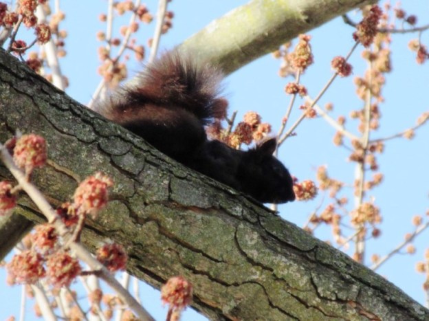 BLACK SQUIRREL