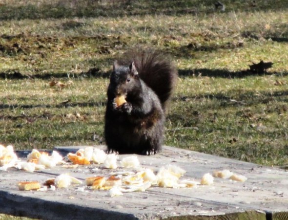 BREAD SQUIRREL