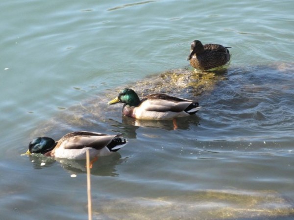 DUCKS IN A ROW.jpg