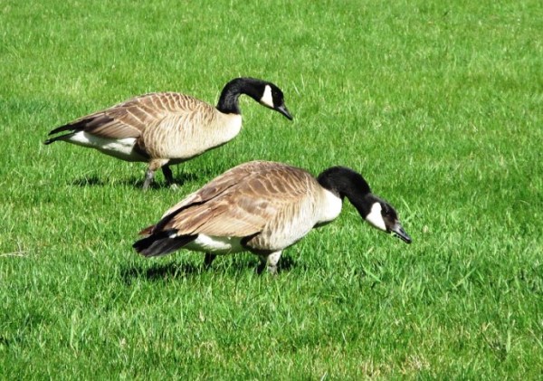 GEESE GRAZING.jpg