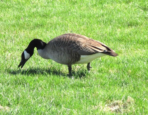 GOOSE NIBBLING GRASS.jpg