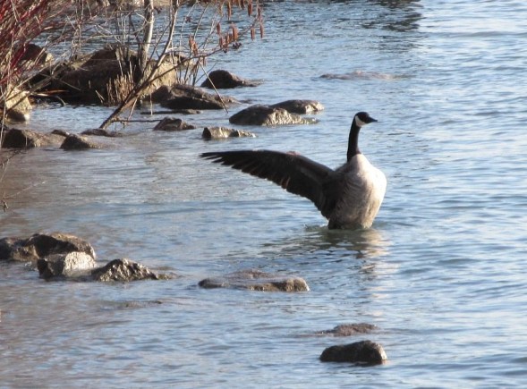 GOOSE RISING