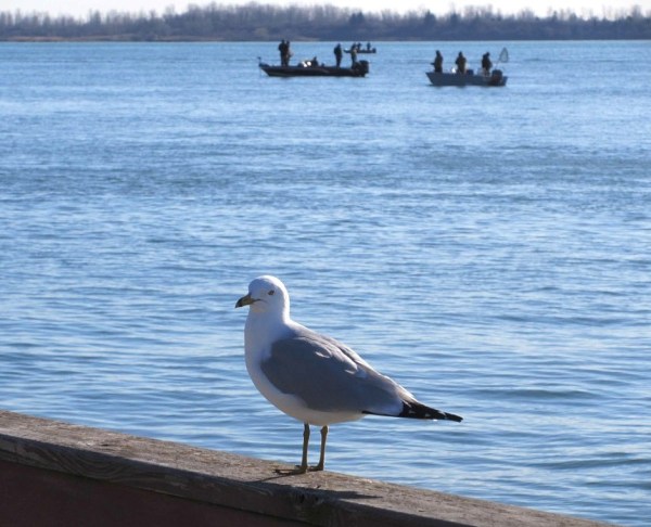GULL AND BOATS IN BACKGROUND.jpg
