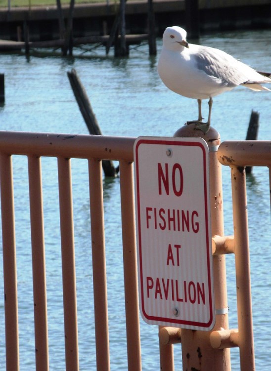 NO FISHING AT PAVILION.jpg