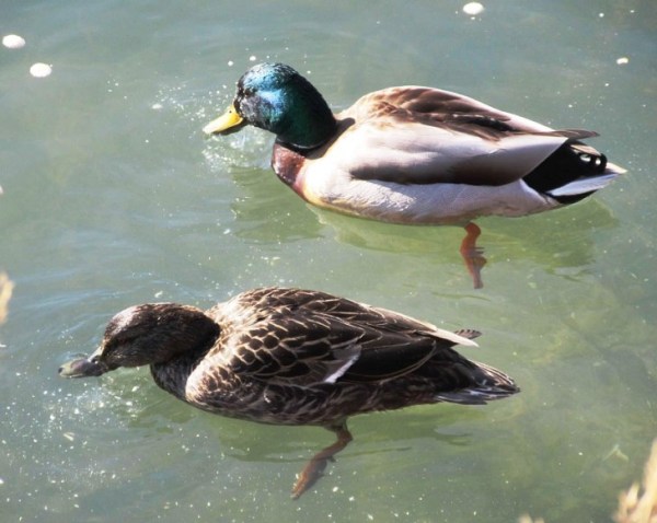 PAIR OF DUCKS EATING CRACKERS