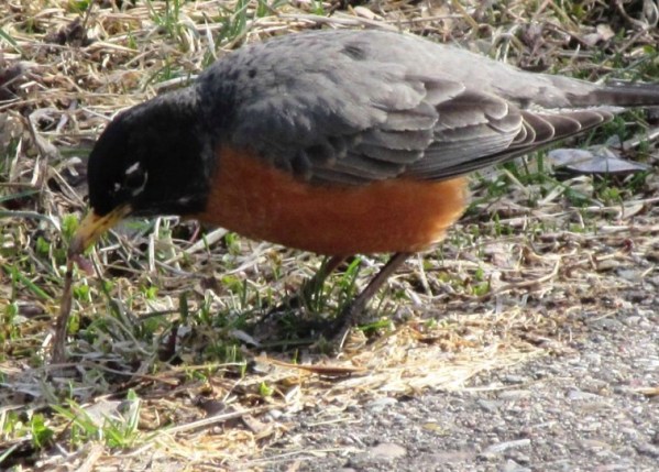 ROBIN POKING AROUND.jpg