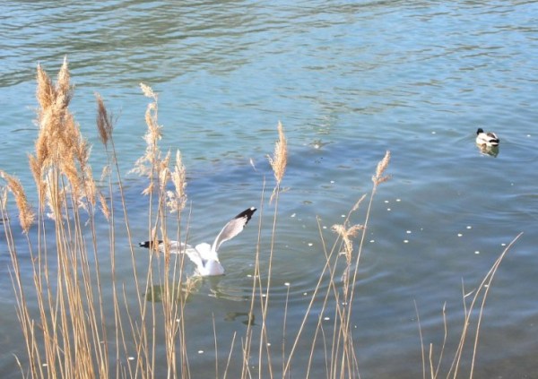 SEAGULL ATTEMPTS TO LAND