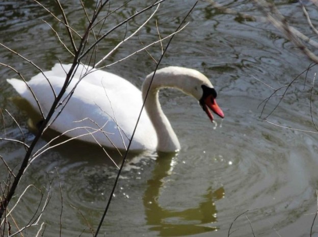 spring the pause that refreshes