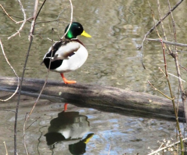 standing duck