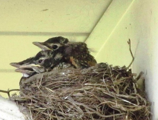 BABY ROBINS1.jpg