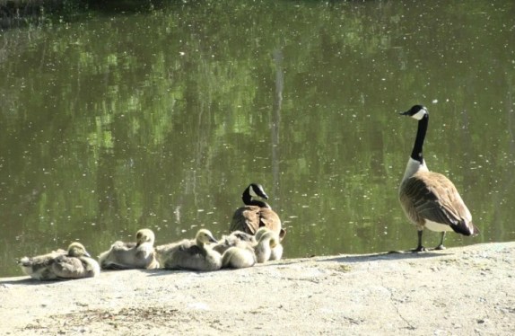 BATHING BEAUTIES