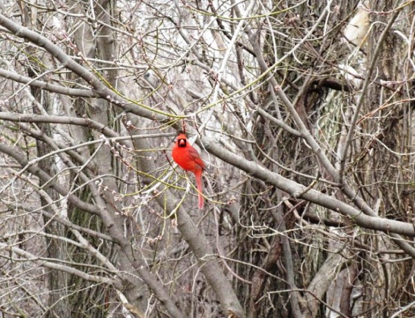 Cardinal in Winter time