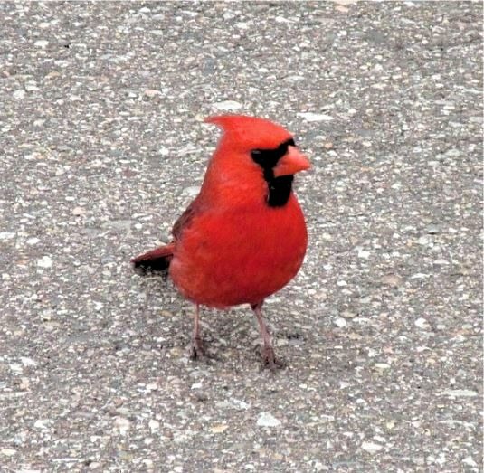 CARDINAL READY FOR PEANUTS.jpg