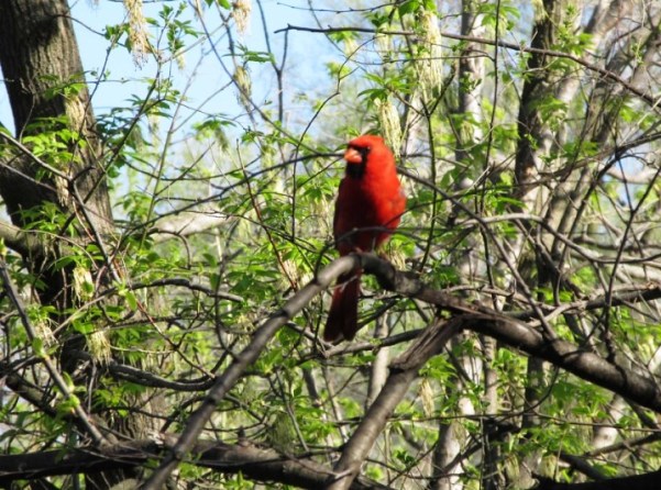 Cardinal with Nate.jpg