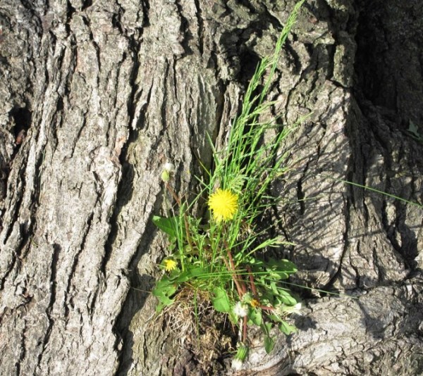 DANDELION IN TREE