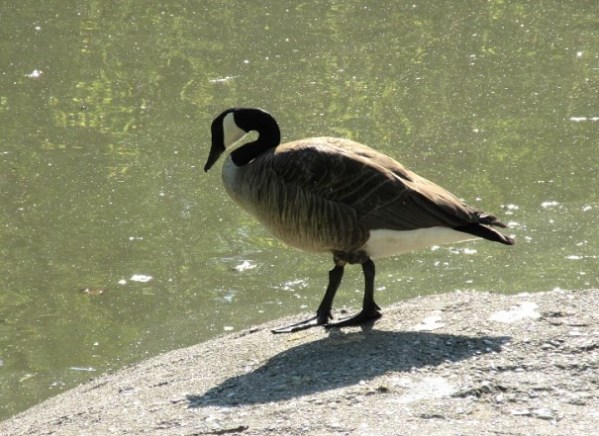 DO I TAKE THE PLUNGE