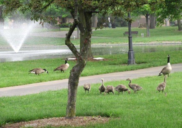 geese