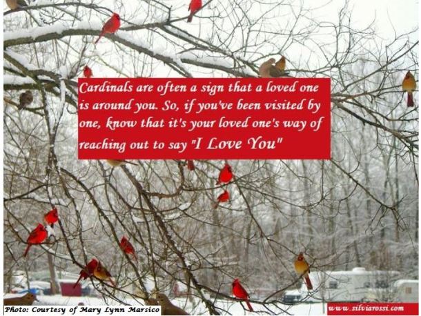 Legend of the Cardinal