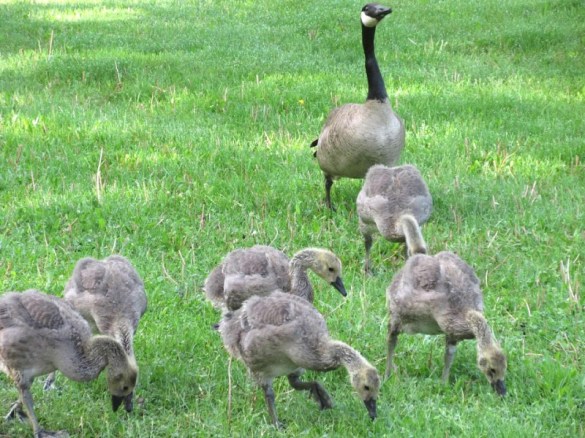 MEDIUM OLD GOSLINGS